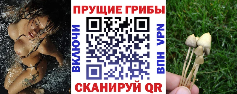 Галлюциногенные грибы Psilocybe  mega   Иноземцево  как найти закладки 